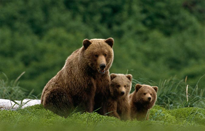 bear with cubs