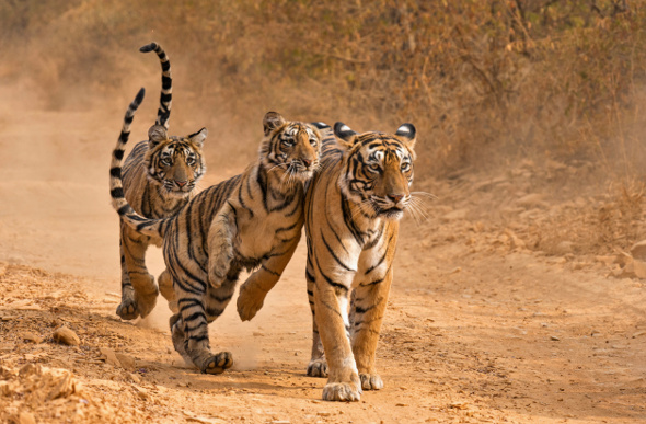 Tiger-Ranthambhore